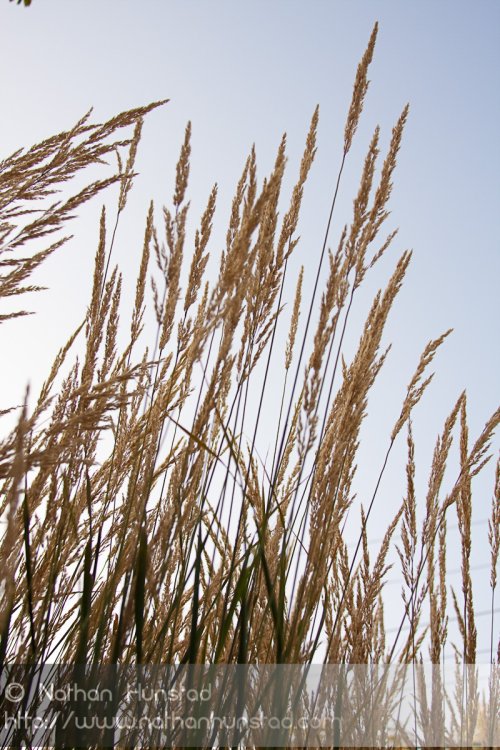 Stalks of grass against the sky.